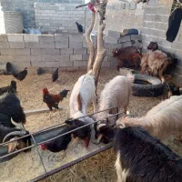 حیوانات|حیوانات مزرعه|نی‌ریز, |دیوار