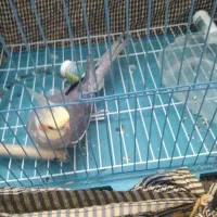 عروس هلندی نر و ماده