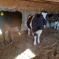 تلیسه ۵ماهه آبستن