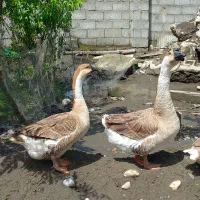 قو غاز اصل افریقایی واردک اسرائیلی وروغنهای زیبایی|حیوانات مزرعه|اسالم, |دیوار