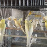 30  تا قناری نر روشن تنه دار شلاقی مست