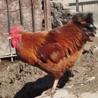 خروس نژاد نیوهمپشایر