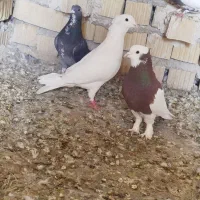 11کفتر همش نر ی طوقی ی سینه ماده