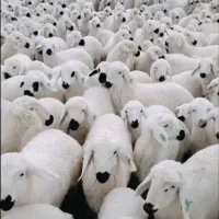 گوسفند نرینه زنده با قیمت استثنایی ۴۵۰ تا۴روز دیگه