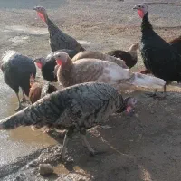 بوقلمون محلی ماده