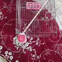 قفس درحد نو