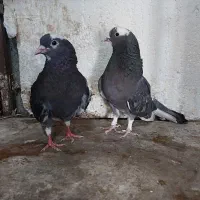 تعداد ۱۰جفت کبوتر پرشی