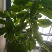 گل زیبا با انتخاب خودتو دونی یک میلیون