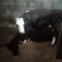 دانا‌ ماده‌ سیمینتال|حیوانات مزرعه|هیر, |دیوار