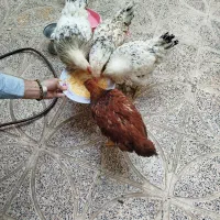 ۴عدد مرغ ویروس سالم و سرحال|حیوانات مزرعه|کرج, حصارک بالا|دیوار