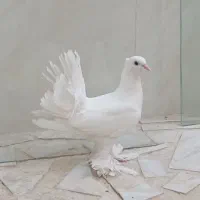 کبوتر کفتر دم چتری کاکلی
