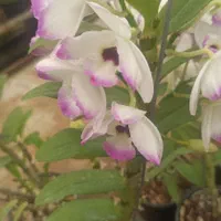 ارکیده دندروبیم  عطری|گل و گیاه طبیعی|تهران, شهرک چیتگر|دیوار