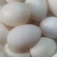 تخم اردک