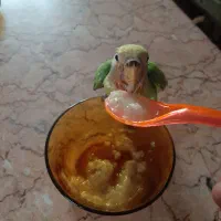 طوطی برزیلی سرلاکی|پرنده|تهران, مشیریه|دیوار