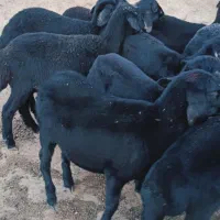 بره ماده قره قزل گوسفند میش قوچ شیشک افشار|حیوانات مزرعه|زنجان, |دیوار