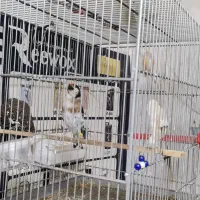 سهره زاده قفس|پرنده|جوانرود, |دیوار