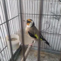 سهره قفسی آنتیک|پرنده|همدان, |دیوار