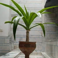 گل برگ موزی