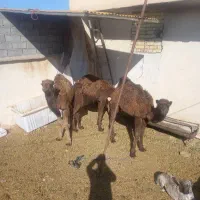 بچه شتر|حیوانات مزرعه|قم, بقیع|دیوار