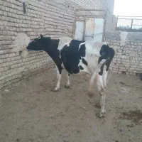 گاو گوساله|حیوانات مزرعه|قم, بوستان علوی|دیوار