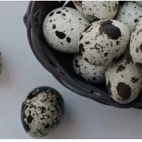 تخم بلدرچین نتفه دار و خوراکی