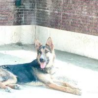 سگ ژرمن شپرد
