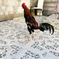 تعدادی خروس