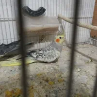 پرنده|پرنده|تربت جام, معدآباد|دیوار