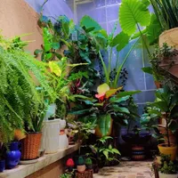 اجاره آپارتمان ۸۰متری با گلخانه وسفره خانه اختصاصی|اجارهٔ آپارتمان|تهران, تهرانپارس غربی|دیوار