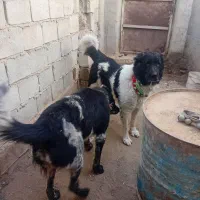 باسلام واگذاری یه قلاده سک