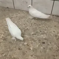 جفتی جوجه عروسک پرپا