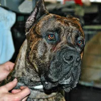 پرسا کاناریو اصیل کنکورسو پیت بول دوگو روتوایلر