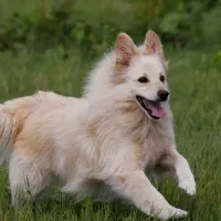 مربی سگ / آموزش سگ / تربیت سگ