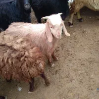 بز‌قاله‌نر‌و‌ماده