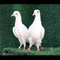 پتی والا