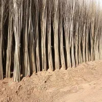 نهال سپیدار برای تولید چوب و فضای سبز بهترین کیفیت|گل و گیاه طبیعی|زنجان, |دیوار