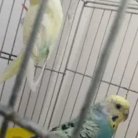 مرغ عشق زیبا تک وجفت