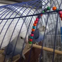 طوطی کوتوله|پرنده|شاهین‌شهر, مسکن مهر|دیوار