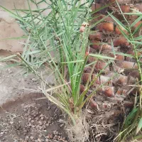 جونگ هلیله ای|گل مصنوعی|فهرج, |دیوار