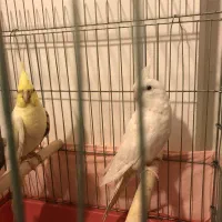 فروش عروس هلندی|پرنده|بندرعباس, |دیوار