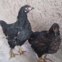 جوجه ۵ ماهه محلی