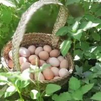 تخم مرغ بومی