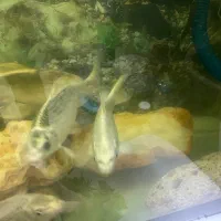 ماهی کوی نقره ای زیبا و سالم و سرحال به شرط