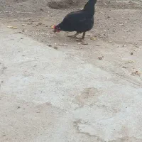 مرغ محلی اصل|حیوانات مزرعه|آبپخش, |دیوار