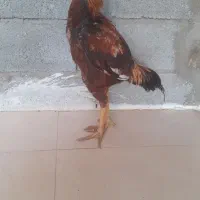 جوجه خروس لاری اصل