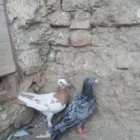 یک گربه اهلی تربیت شده ودوجفت کبوتر|گربه|زابل, |دیوار