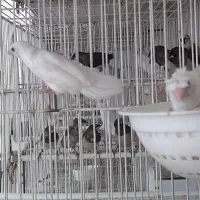 فنچ بنگالی سفید کاکلی