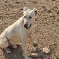 سگ گمشده|حیوانات|مهاباد (آذربایجان غربی), |دیوار