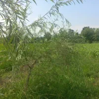 فروش فوری ۲۴۲۵متر زمین مسکونی با مدارک کامل اوقافی|فروش زمین و ملک کلنگی|سنگر, |دیوار