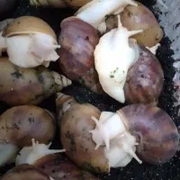 حلزون آچاتینای دورنگ